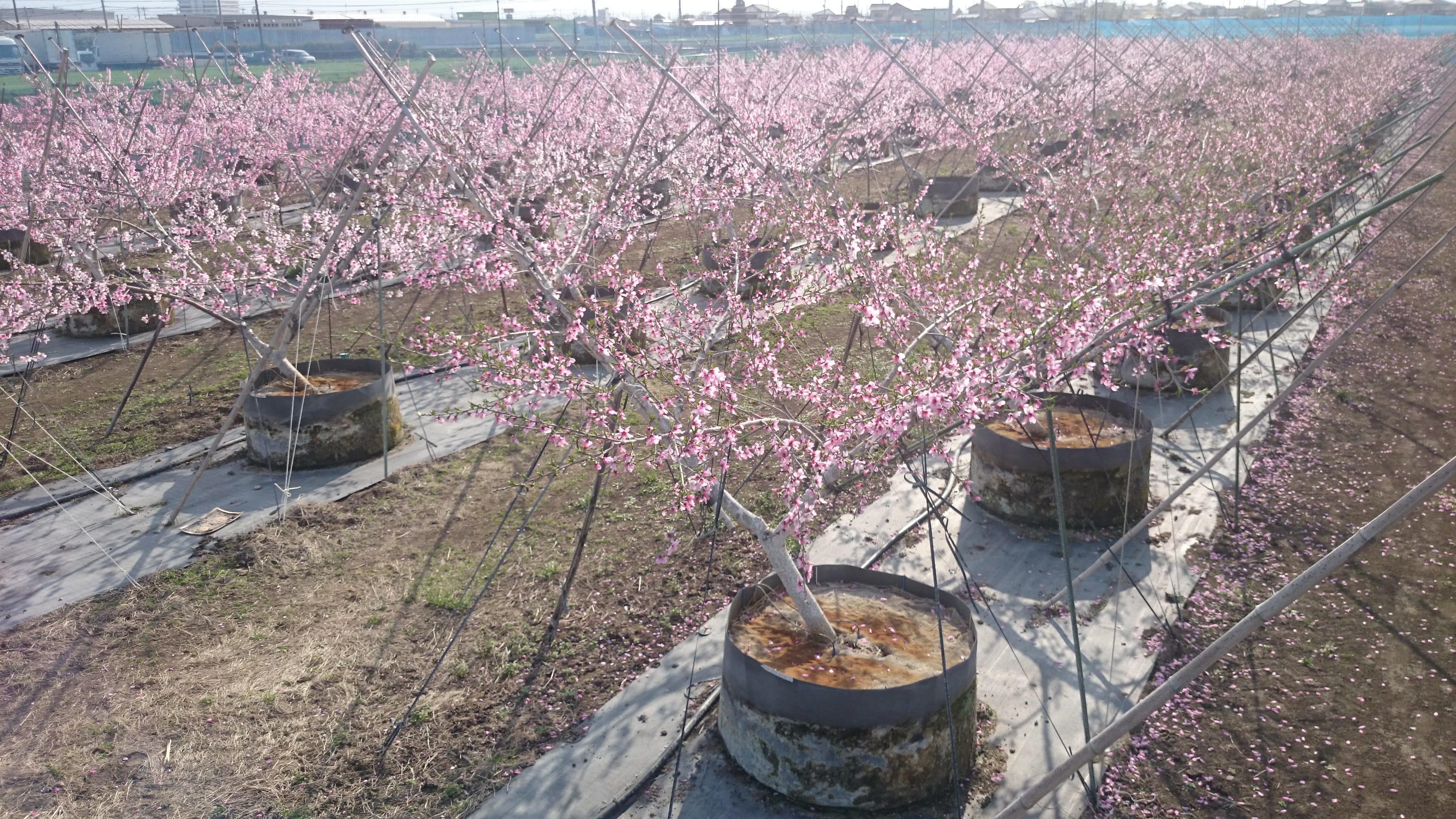 群馬の桃＜品種おまかせ＞（7玉～11玉）約3kg【限定30ケース