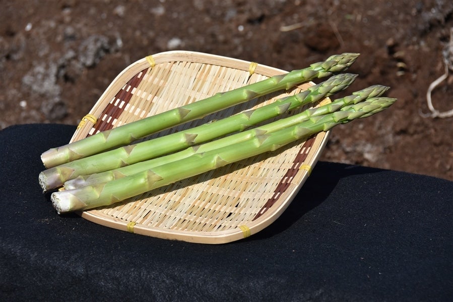 1．5kg】アスパラガス「緑のささやき」約1．5Kg（約150g