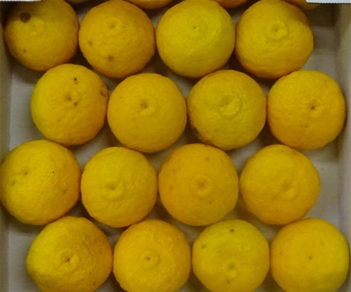 良10kg＞「柚子」約10kg（良M約90玉前後） JAひがしうわ