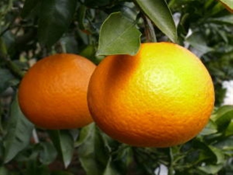 ご家庭用 清見タンゴール 約10kg（L～3Lサイズ） JAにしうわ