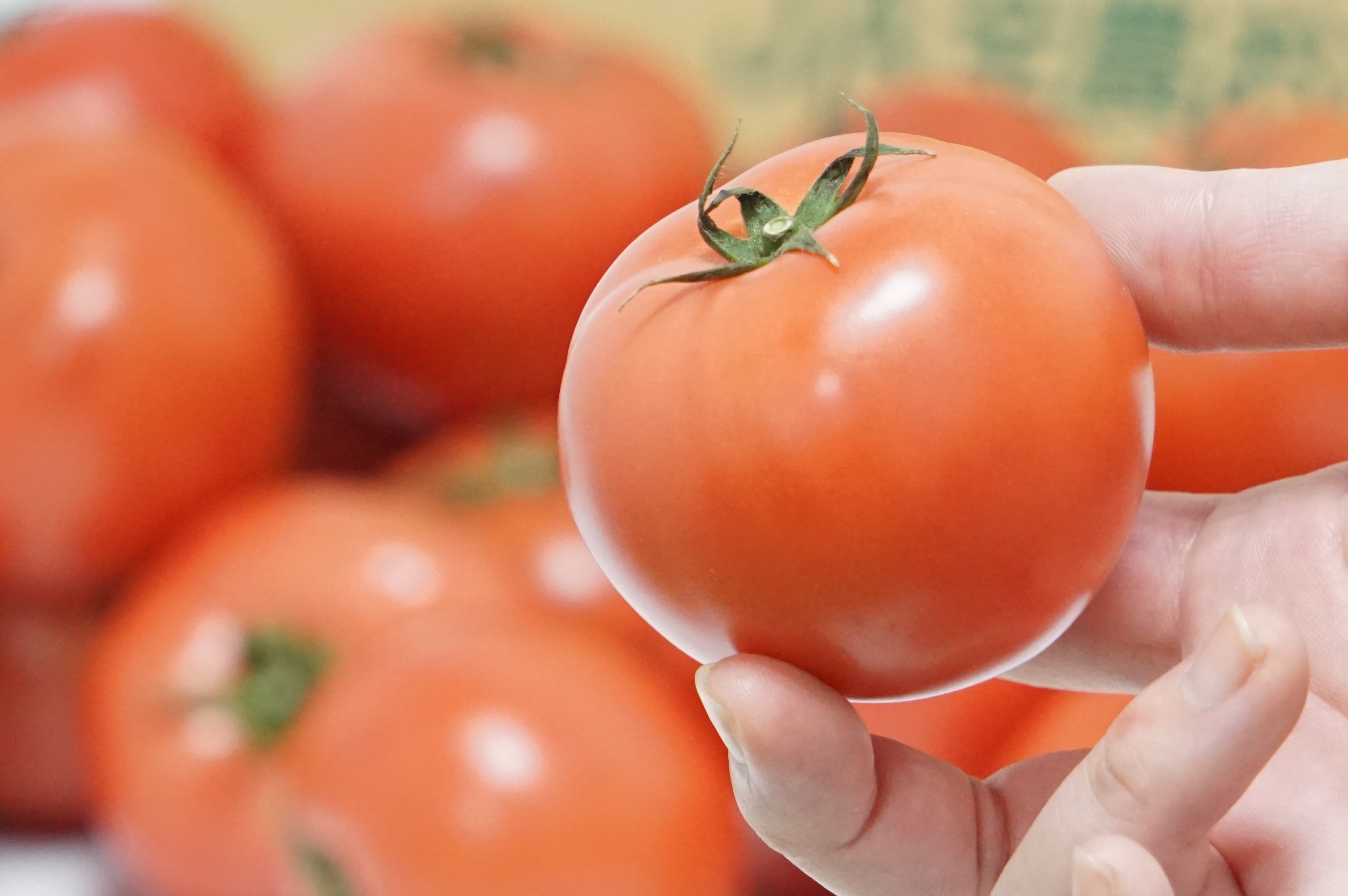 大分県竹田市荻町（おぎまち）産 トマト 4kg(24～28玉): まるっと完食
