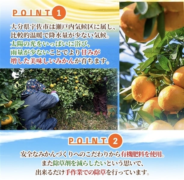 農家直送！井上農園 蔵出しみかん 5kg（大分県宇佐市産 青島温州