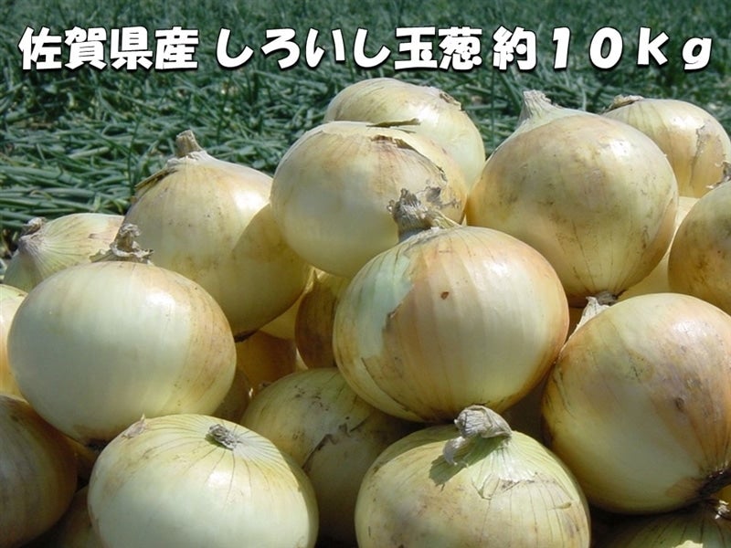 佐賀県産 しろいし玉葱 約10kg: さが風土館 季楽|【JAタウン