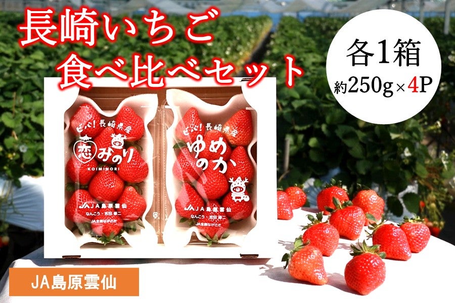 ☆長崎いちご食べ比べセット（ゆめのか＆恋みのり各1箱）JA島原雲仙