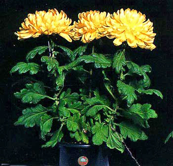 日本の華「キク」 -- 公益社団法人農林水産・食品産業技術振興協会 --