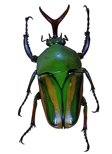 カブトムシとコガネムシの仲間／世界の珍奇・美麗昆虫 -- 公益社団法人