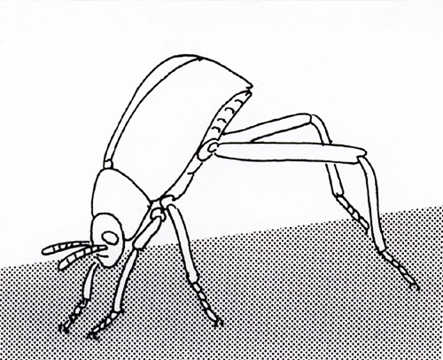 ナミブ砂漠の奇虫／虫の雑学 -- 公益社団法人農林水産・食品産業技術