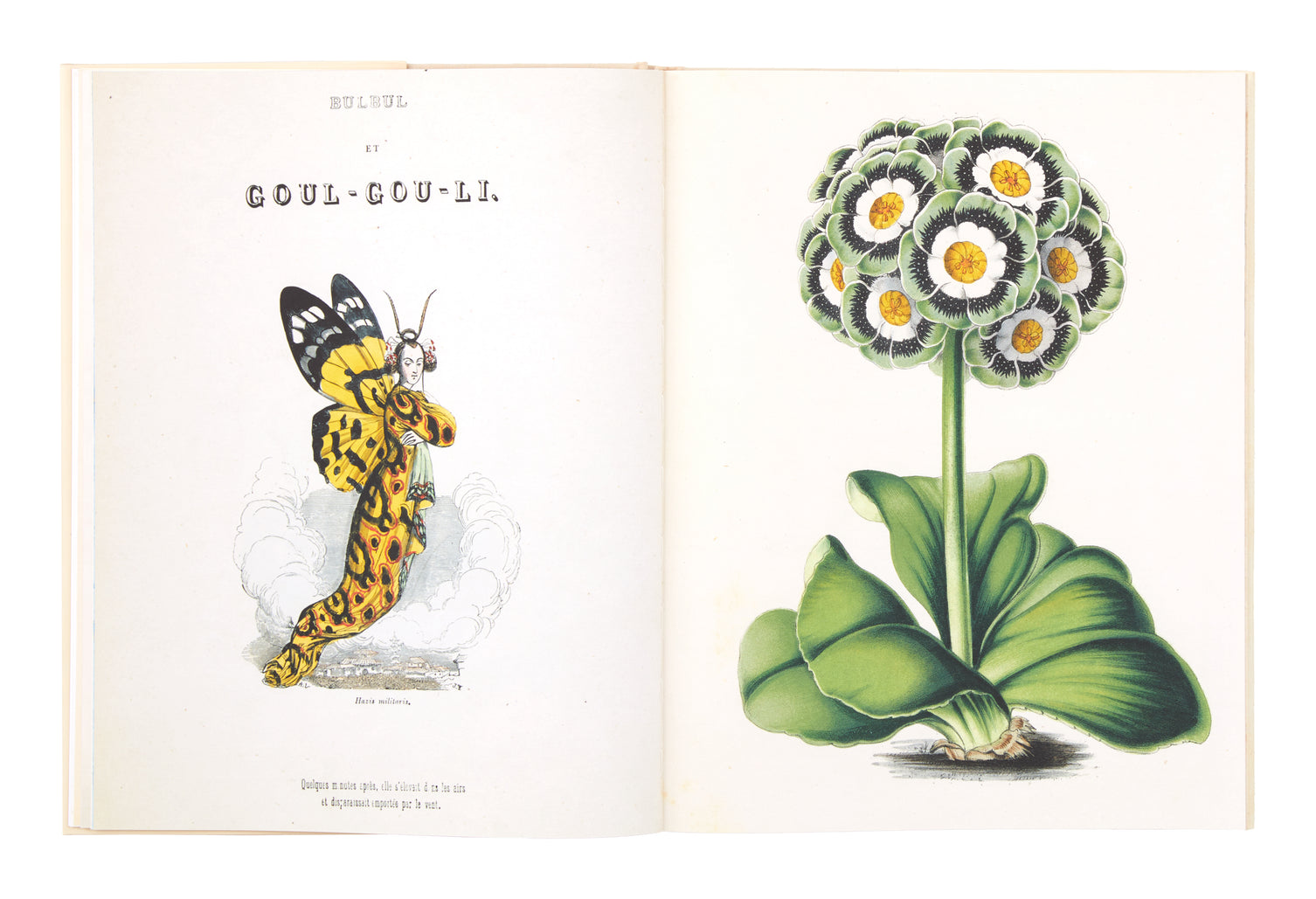 John Derian Picture Book II | Jayson Home