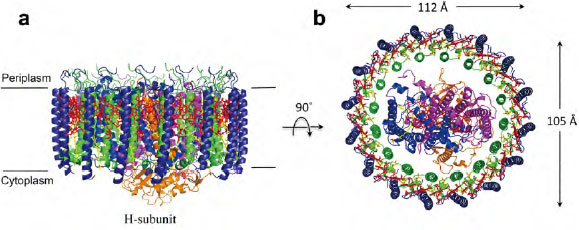 カロテノイド：構造と機能から見る新たな視点 | JAIMA 一般社団法人