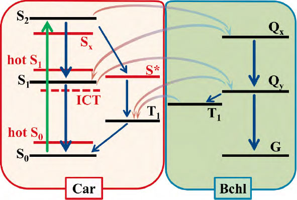 カロテノイド：構造と機能から見る新たな視点 | JAIMA 一般社団法人