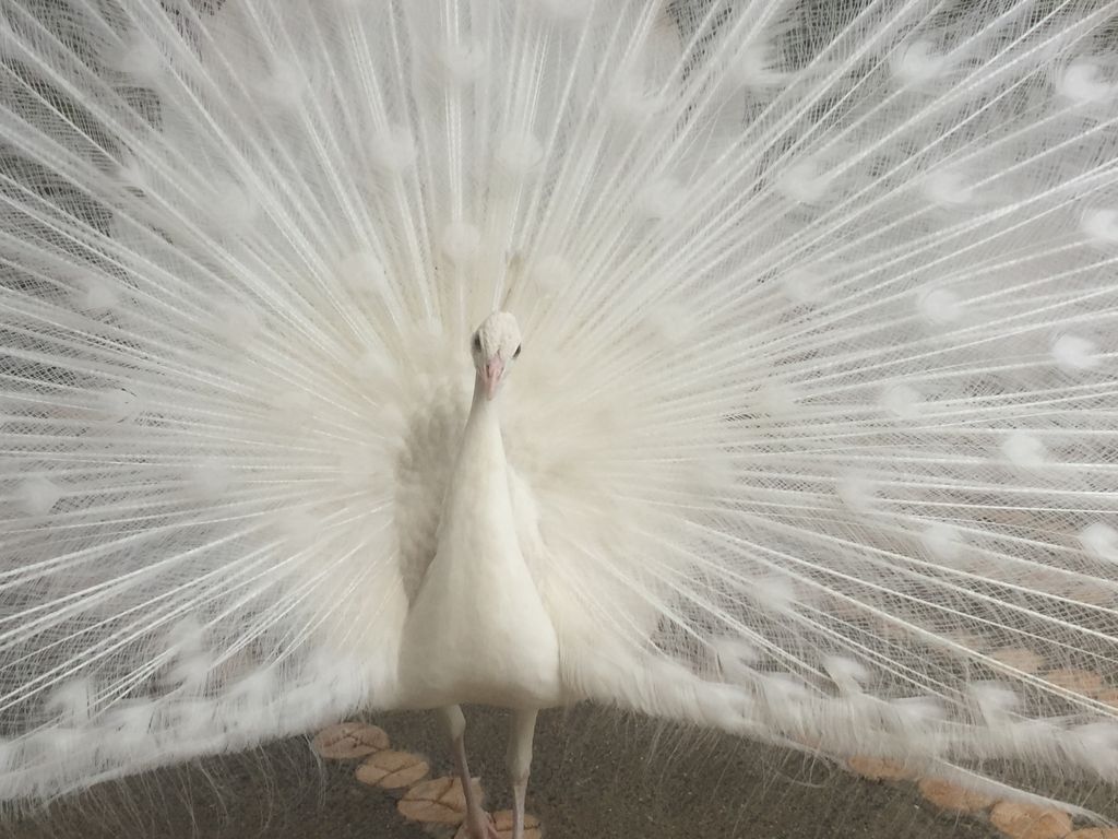 白い孔雀 - こども動物園のクチコミ - じゃらんnet