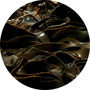 セロム ドール｜ヘア・スカルプケア｜JBIG.com公式オンラインショップ