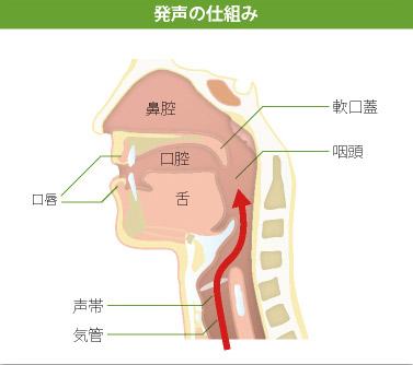 音声・言語｜一般社団法人 日本耳鼻咽喉科頭頸部外科学会