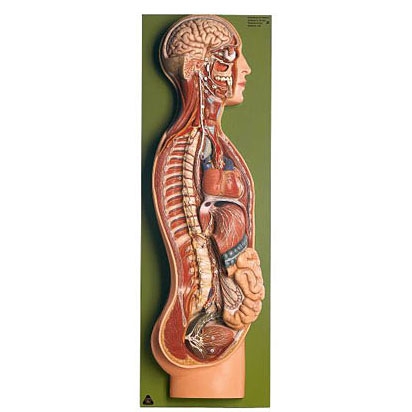 人体模型 交感神経系模型 ソムソ社