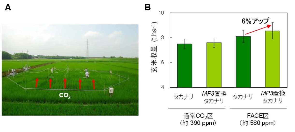 高CO2環境でイネを増収させる「コシヒカリ」由来の遺伝子を発見―気候