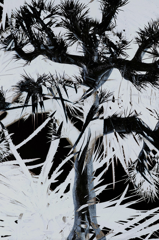 Plastic Tree | Plastic Tree | ビクターエンタテインメント