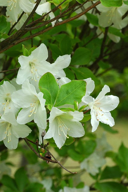シロヤシオ（ツツジ科）｜素人植物図鑑