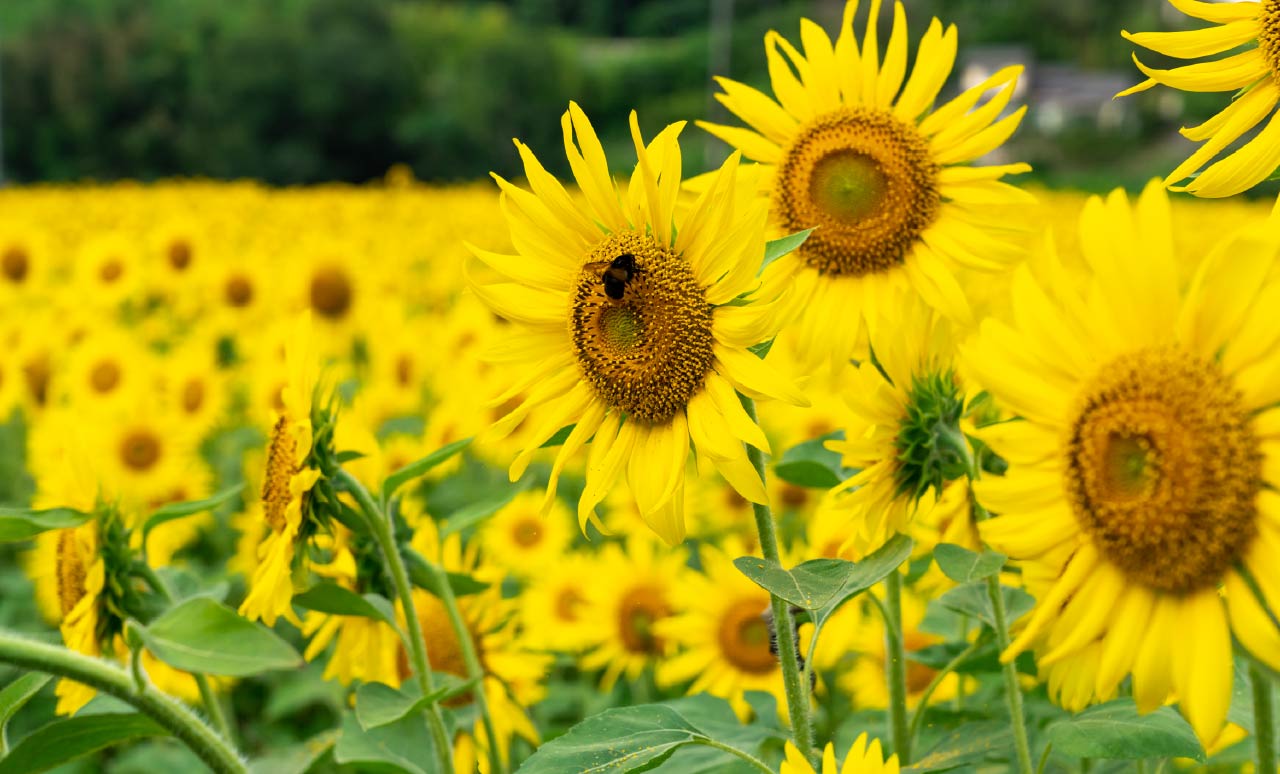 牟佐大久保ひまわり畑、開花！2025年7月26日(土)・27日(日)はマルシェ