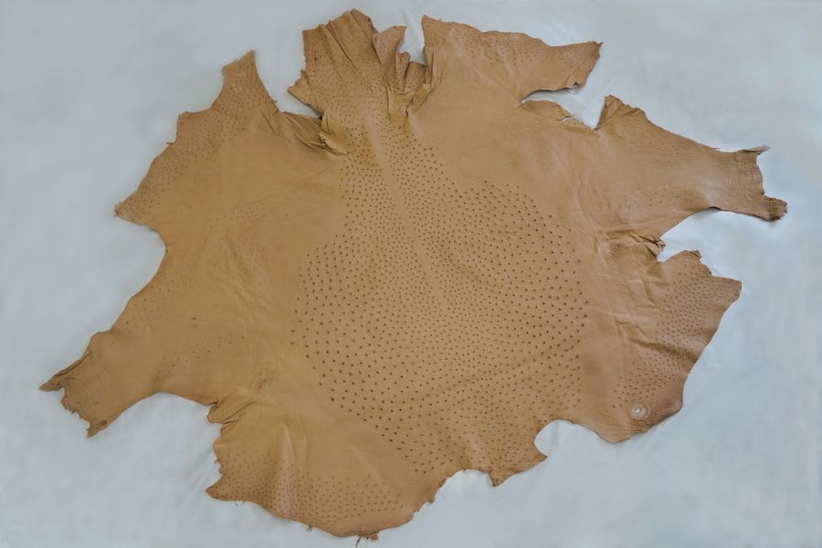 オーストリッチ革の種類・特徴】革の種類と知識 ｜ エキゾチックレザー