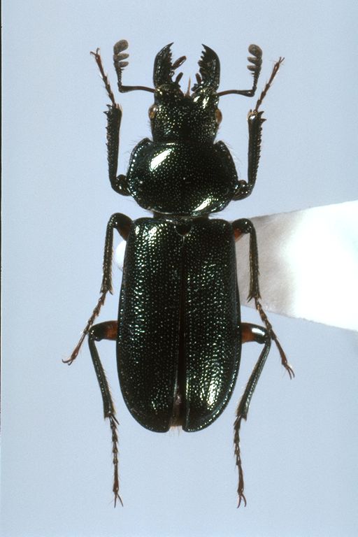 大阪市立自然史博物館昆虫研究室所蔵タイプ標本