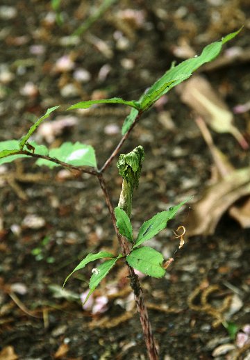 四季の山野草（ホソバテンナンショウ）