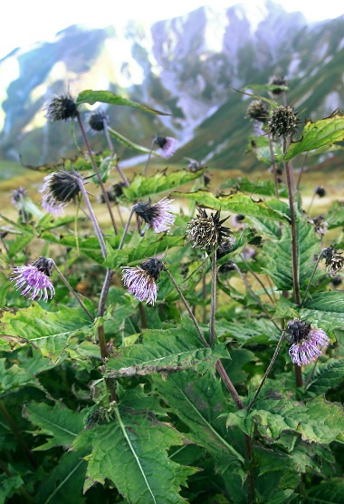 四季の山野草（タテヤマアザミ）