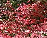 四季の山野草（ヤマツツジ）