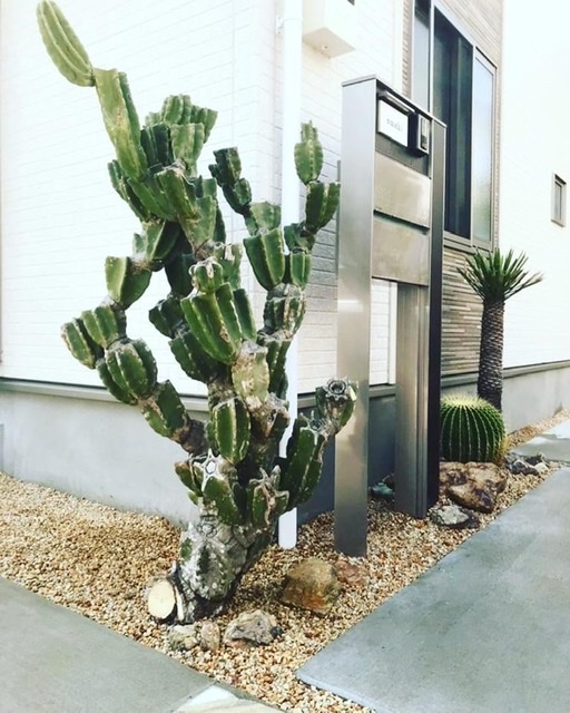 越冬済 柱サボテン 鬼面角 発根 ドライガーデン ブランチ サボテン