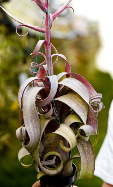 Tillandsia – the plants that grow in air – Orange County Register