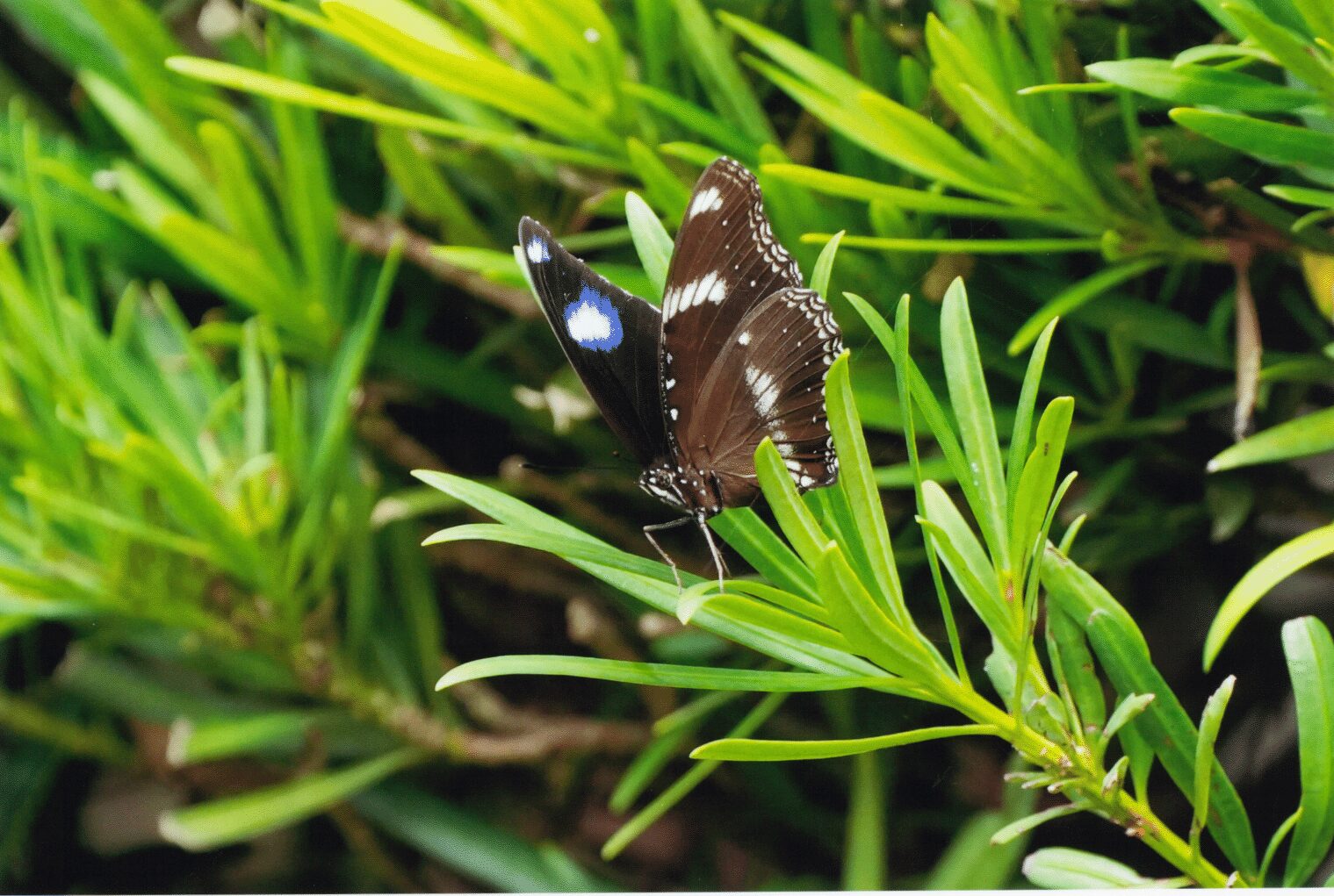 桶ヶ谷沼でリュウキュウムラサキが確認されました!!｜桶ケ谷沼を考える会