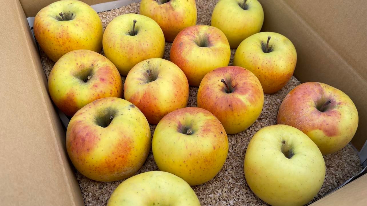 ぐんま名月・りんご 【中玉】3キロ箱（11～12個入り） トマトジュース