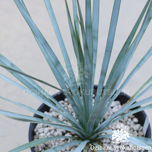 ユッカ リギダ｜おぎはら植物園