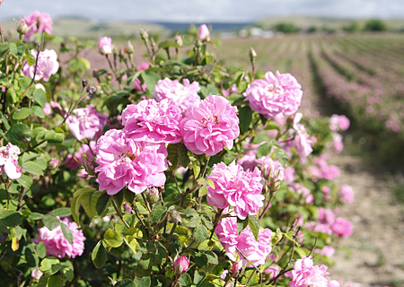 ローズ・オットー-精油の販売店 - オレンジフラワー