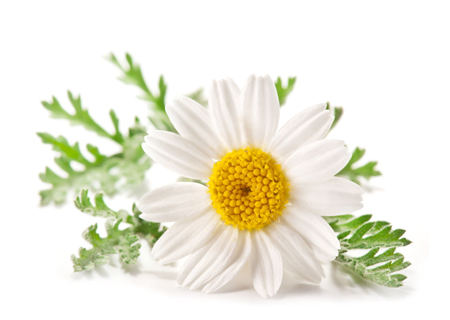 カモミール・ローマン-精油の販売店 - オレンジフラワー