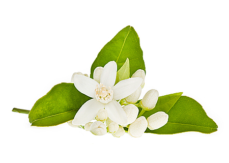 ネロリ-精油の販売店 - オレンジフラワー