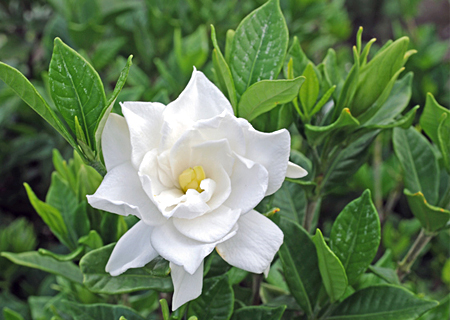 くちなし-フレグランスオイルの販売店 - オレンジフラワー