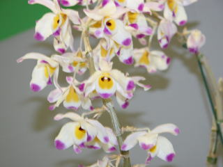 かなざわ世界の蘭展2005 デンドロビューム原種 Kanazawa World