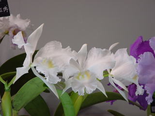 世界らん展日本大賞2003 原種カトレア Japan Grand Prix