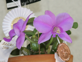 世界らん展日本大賞2006 カトレヤ原種 Japan Grand Prix