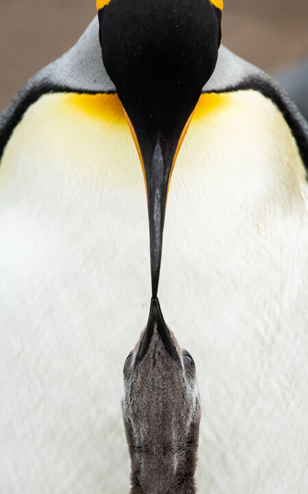 4月25日は「世界ペンギンの日」!「The Penguin Passion Party!」を開催