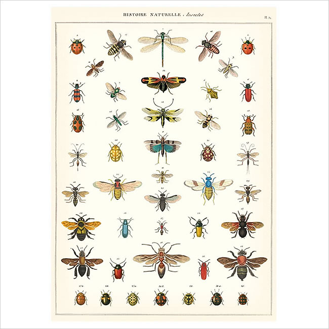 Cavallini & Co. ポスター 昆虫 ナチュラルインテリア 生活雑貨の通信