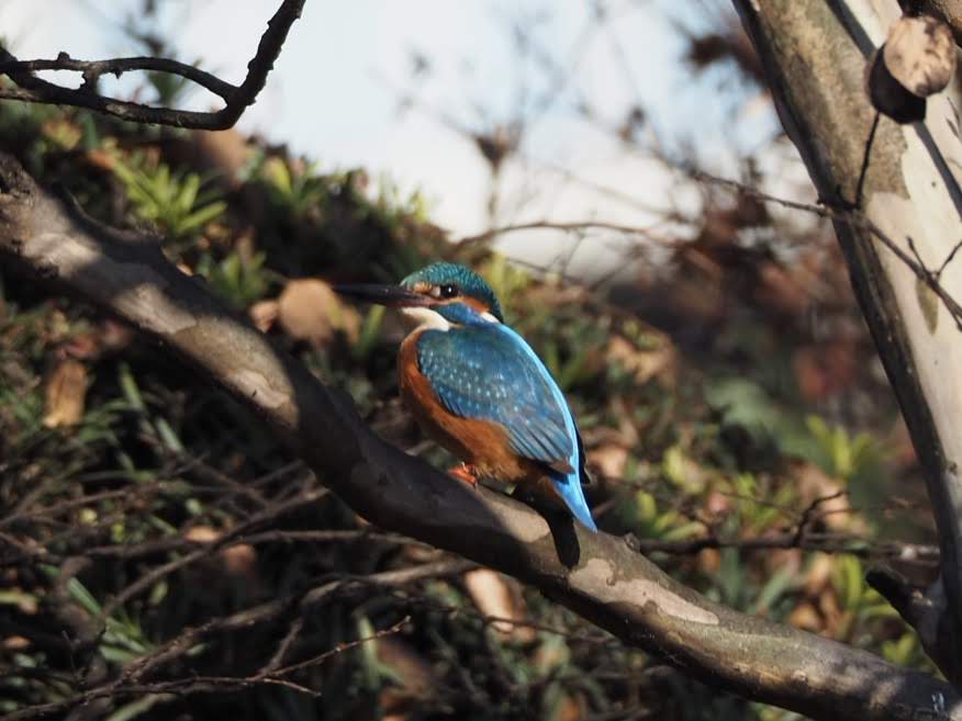 青い鳥もいる、鳥の楽園 西条水めぐりコース - 【LOVE SAIJO】愛媛県
