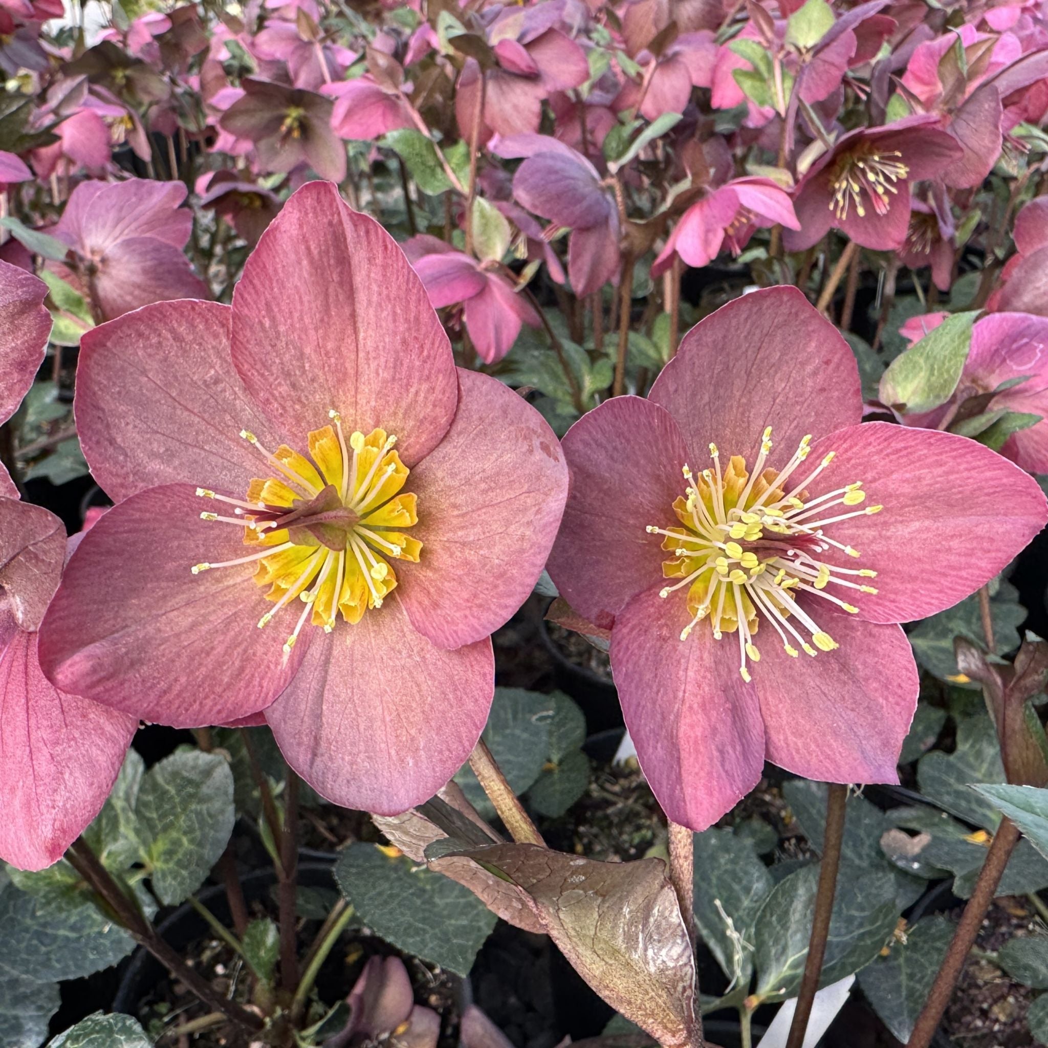 Helleborus HGC® ICE N' ROSES® 'Mindy Marble' – Loen Nursery, Inc.