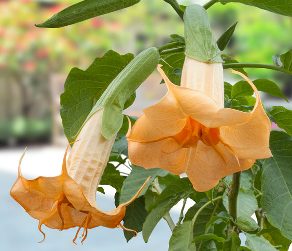 r9348-4-_brugmansia_-