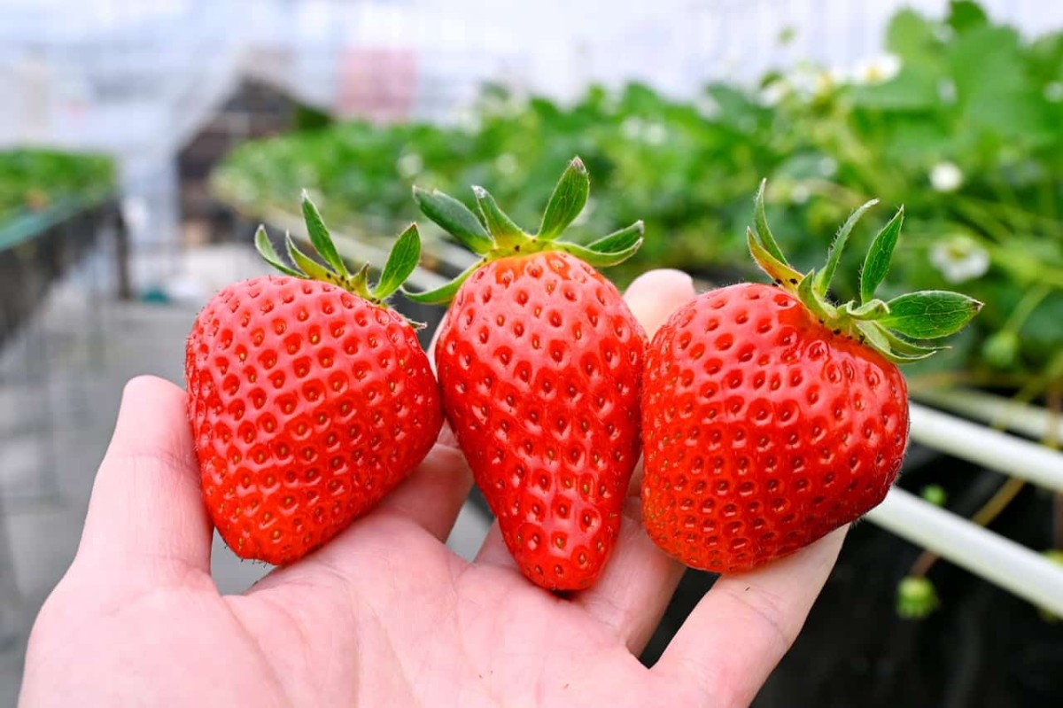 大山町の新いちご狩り園『楽田農園』は味・形が異なる4品種が食べ放題