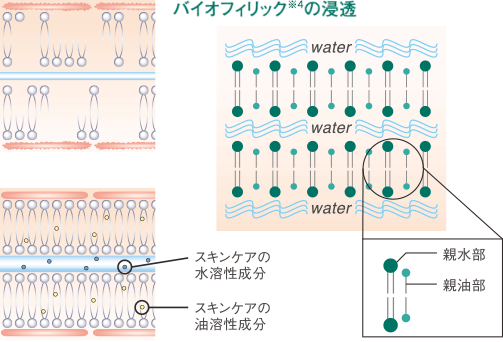 マリアギャラン クリーム 262 | 公式サイト／ラフォーレ（LAFORRE）