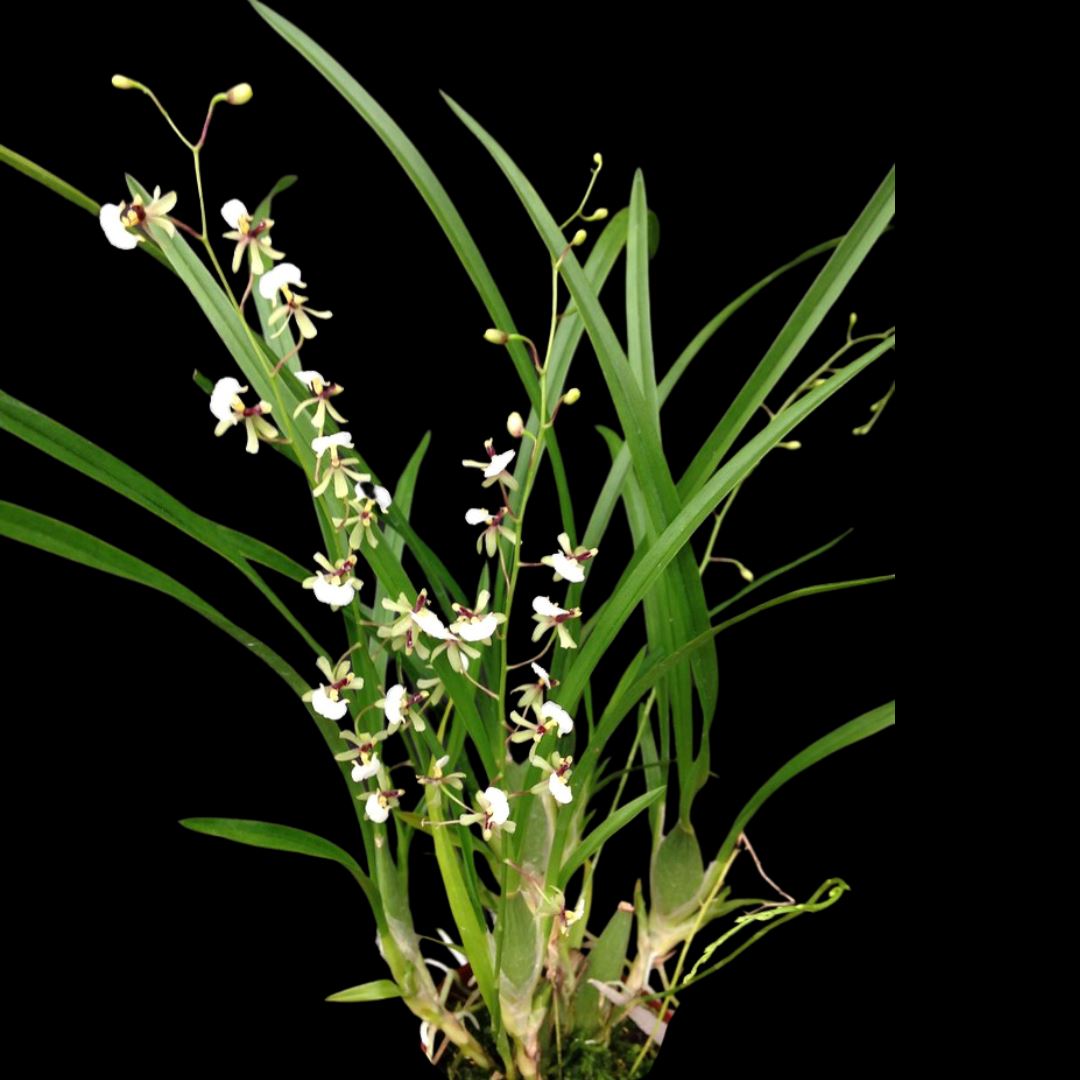 Oncidium Alliance: Sigmatostylix radicans – La Foresta Orchids