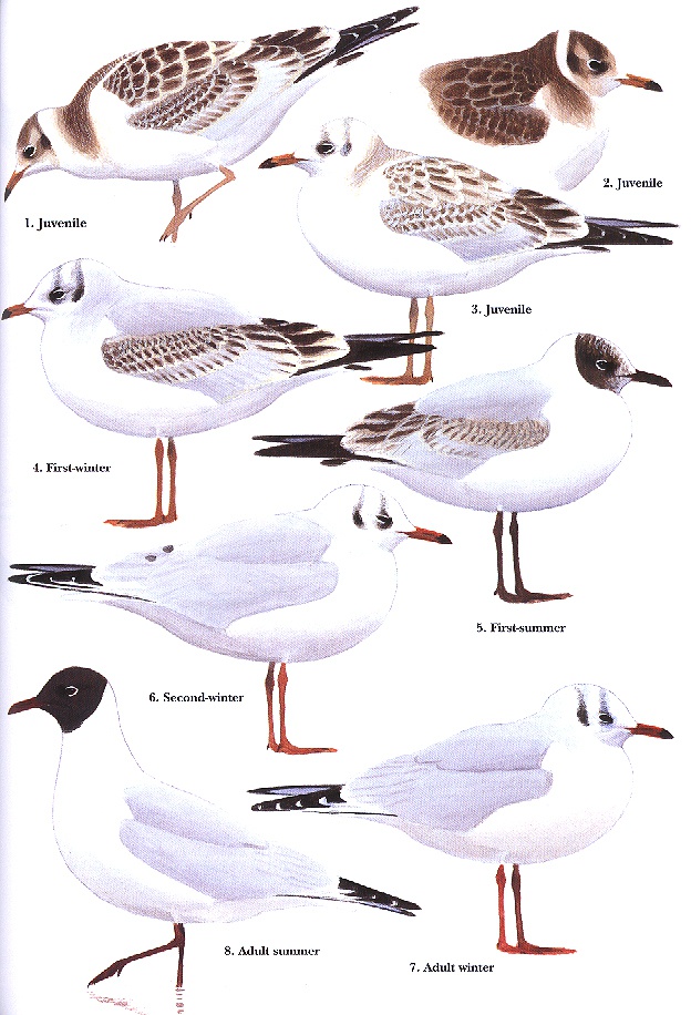 GULLS of Europe, Asia and North America - Lanius-Books