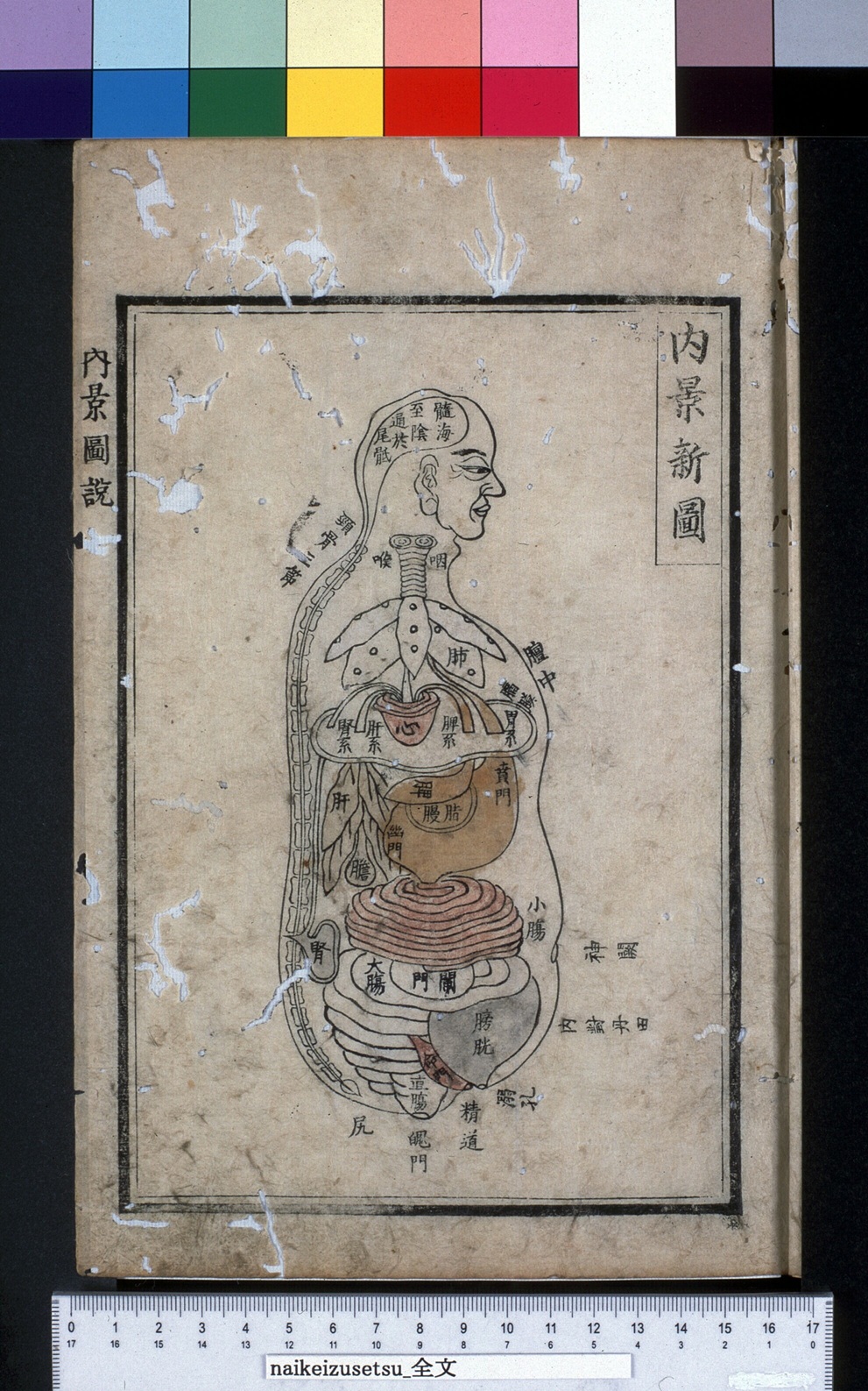 第3章 人体をみる・みせる | 九州大学附属図書館