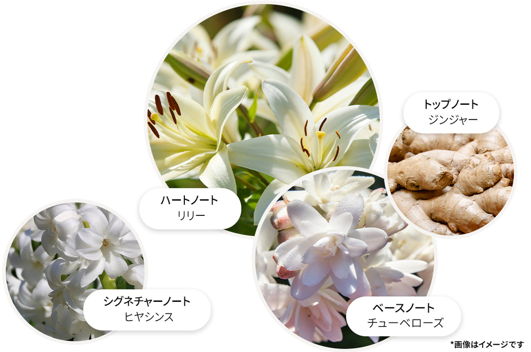 ジンジャーリリー オードパルファン 100ml – MOLTON BROWN